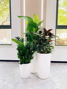 前湾专业绿植出租，开启室内绿色生态之旅